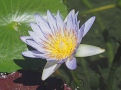 Nymphaea nouchali caerulea