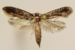 Tineinae