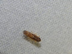 Scaphoideus omani