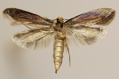 Tineinae