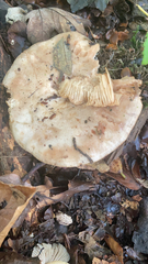 Lactarius argillaceifolius
