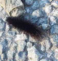 Spilosoma lubricipeda