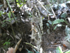 Micrathena brevipes