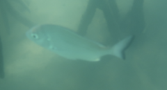 Acanthopagrus australis