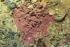 Lithothamnion
