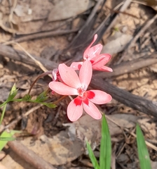 Freesia laxa
