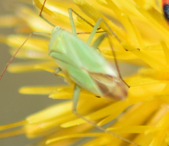 Thiomiris sulphureus