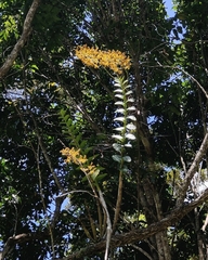 Dendrobium discolor