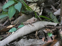 Pristimantis cerasinus