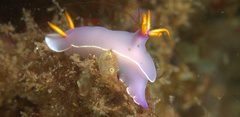 Hypselodoris bullockii