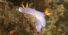 Hypselodoris bullockii