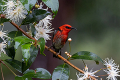 Myzomela sanguinolenta