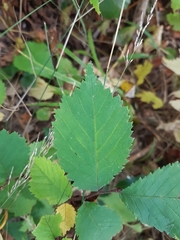 Ulmus