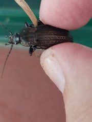 Carabus rugosus celtibericus