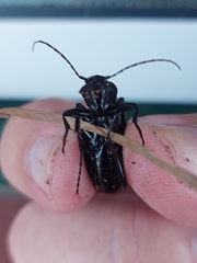 Carabus rugosus celtibericus