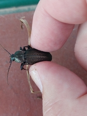 Carabus rugosus celtibericus
