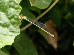 Pseudagrion australasiae