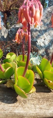 Cotyledon orbiculata