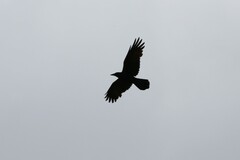 Corvus mellori
