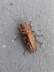 Chalcophora mariana massiliensis