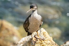 Phalacrocorax punctatus punctatus