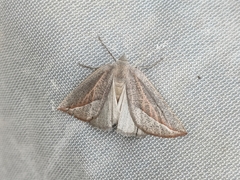 Compsoptera opacaria