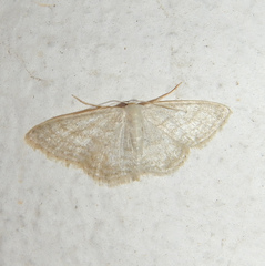 Idaea subsericeata