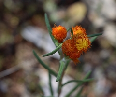 Waitzia acuminata acuminata