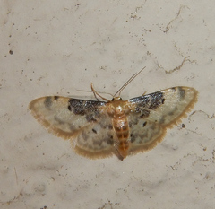 Idaea filicata