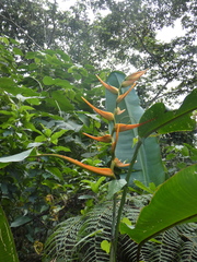 Heliconia latispatha image