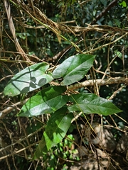 Aristolochia deltantha