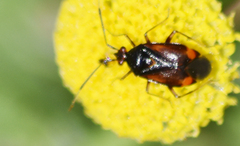 Deraeocoris ruber