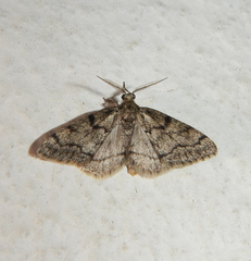 Tephronia sepiaria