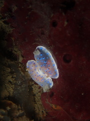Goniobranchus thompsoni