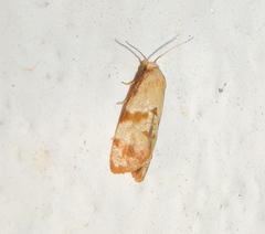 Cochylina