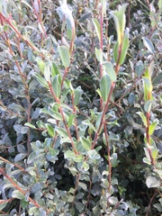 Salix repens