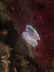 Goniobranchus thompsoni