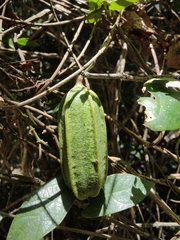 Aristolochia deltantha