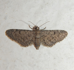 Eupithecia ultimaria