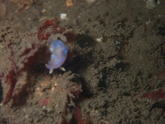 Goniobranchus thompsoni