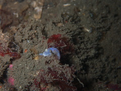 Goniobranchus thompsoni