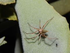 Cheiracanthium furculatum