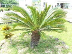 Dioon
