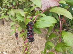 Phytolacca americana