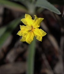 Goodenia willisiana