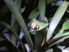 Pristimantis ridens