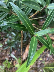 Pseudopanax linearis