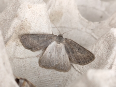 Onychora agaritharia