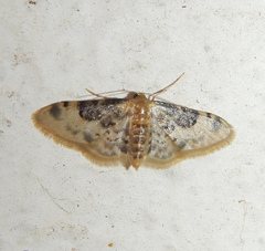Idaea filicata