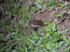 Leptodactylus savagei